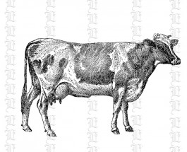 2168b cow