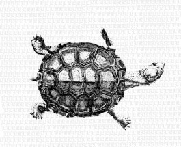 2240a turtle