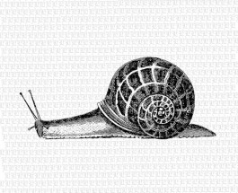 2373a snail